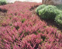 Micro imprese agricole e hobbisti. L’erba del vicino non sarà più verde