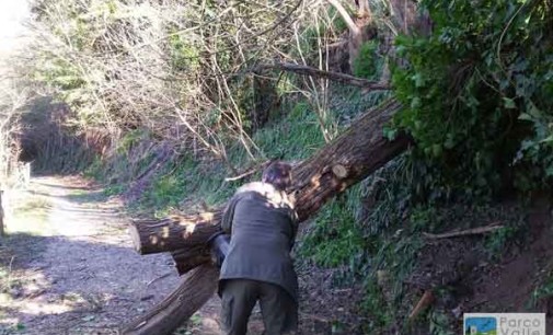 Parco del Treja – I guardiaparco liberano un sentiero da un albero caduto