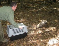 Vigilanza nel Parco dei Castelli Romani, quali sono gli interventi sul territorio