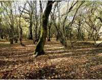 Il Bosco del Cerquone: una “selva magica” nel Parco regionale dei Castellii Romani