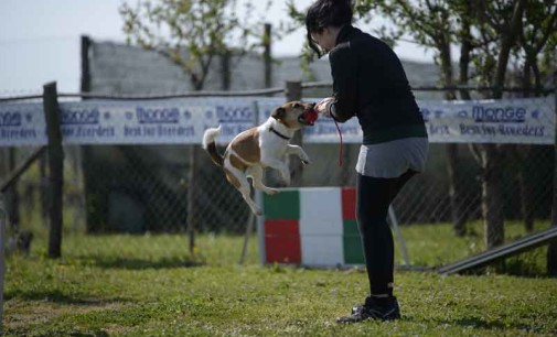 Secondo raduno nazionale Jack Russel Terrier Italia