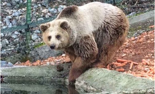 Straordinario salvataggio di tre orsi albanesi