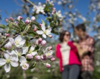 Festa della Fioritura a Lana (BZ) e dintorni dal 1° al 15 aprile  carrellata di eventi su aspetti floreali e gastronomici della primavera.