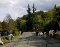 Carpineto – Bovini Inselvatichiti