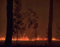 L’incendio a Castel Fusano ha mandato in fumo 45 ettari di pineta