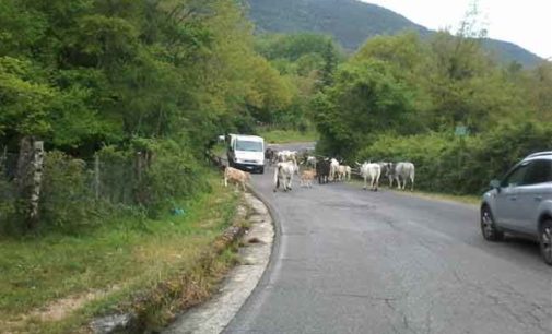 Carpineto – Abbattimento Bovini Inselvatichiti