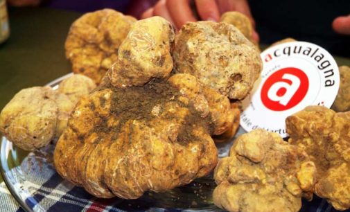 52° Fiera Nazionale del tartufo bianco pregiato