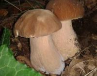 Raccolta funghi, cosa c’è da sapere