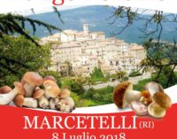 Il porcino, principe dell’estate di Marcetelli