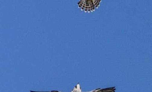 Falchi pellegrini in volo sul cielo del Parco