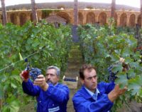 Pompei – XIX EDIZIONE della VENDEMMIA   APPUNTAMENTO CON BACCO