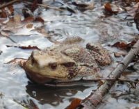 Giornata mondiale della Natura Selvatica 2019