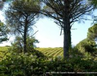 Rassegna nazionale dei vini di Parchi e Aree Protette