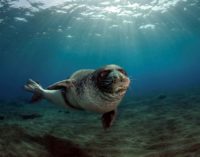 Buone notizie per la Foca Monaca del mediterraneo