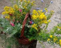 Fiori di San Giovanni le erbe dell’acqua odorosa