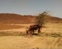 7 GIORNI, 18 MUCCHE:  UNA VITTORIA CONTRO IL DESERTO