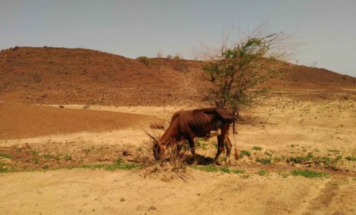 7 GIORNI, 18 MUCCHE:  UNA VITTORIA CONTRO IL DESERTO