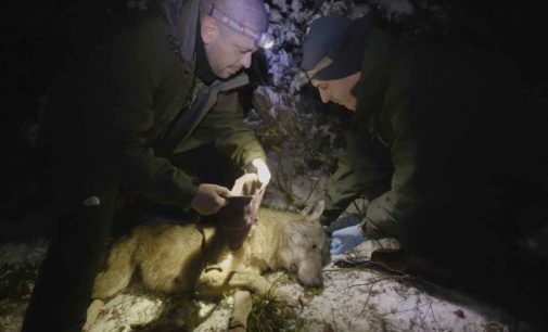 ANIMALI, WWF: MUORE INVESTITA LA LUPA NEL PARCO DEI MONTI SIBILLINI