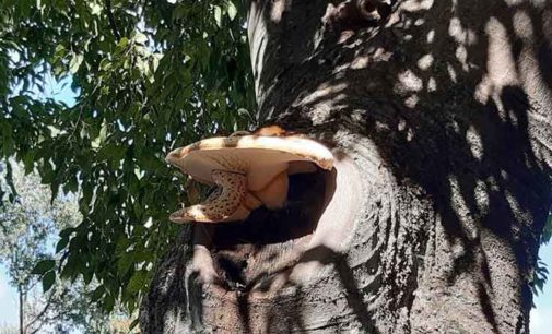 POLYPORUS SQUAMOSUS