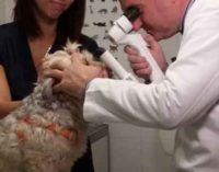 Week end prevenzione e salute per l’Ordine Veterinari d Roma presente a “Un lavoro da cani”