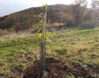 ARCHEOCLUB D’ITALIA SEDE DI MONTE COMPATRI ALL’OPERA: PIANTATI DUE ALBERI DI CASTAGNO