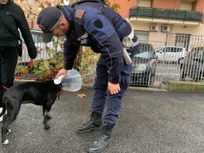 Pomezia – Microchip cani, al via controlli della Polizia locale
