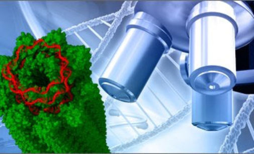 Ricerca: su Nature studio ENEA-Università di Padova -ESRF su struttura del Potato Virus X