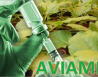 Salute: con il ‘molecular farming’ vaccini veterinari di ultima generazione dalle piante
