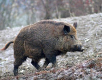 Gestione e controllo del cinghiale: attivato il Piano sul territorio di Cori e Giulianello