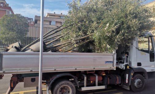 Pomezia – Zona 30 in via Carlo Alberto Dalla Chiesa, iniziata la messa a dimora dei nuovi alberi