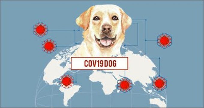 COVID-19: sensori, intelligenza artificiale e cani ‘molecolari’ per rintracciare il virus