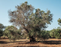 Cambiamenti climatici e malattie delle piante