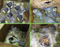 Cassette nido nel bosco, un rifugio sicuro per cinciarelle e cinciallegre