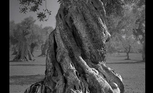 Gli ulivi di Puglia protagonisti di un progetto fotografico