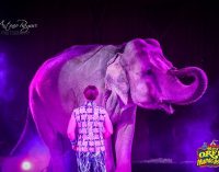 A San Benedetto del Tronto lo strepitoso show del Maya Orfei Circo Madagascar