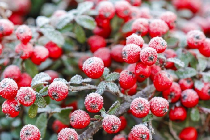 Aspetta il Natale al Bosco di San Francesco con il FAI – CAMBIO DATA EVENTO