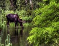 Uomo natura animali