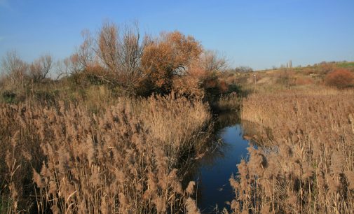 World Wetlands Day, il Comune di Pomezia celebra la biodiversità locale