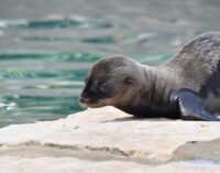 Il cucciolo di otaria del Bioparco si chiama Coco