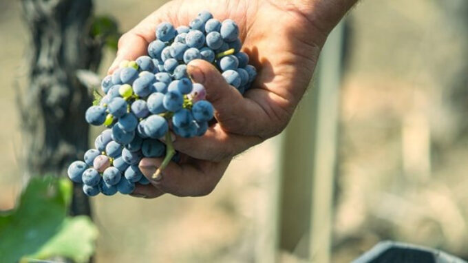 Emergenza siccità e viticoltura: a rischio collasso una grande fetta della provincia di Trapani