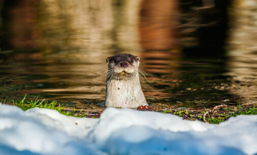 la Lontra torna nelle Marche: grande soddisfazione del WWF