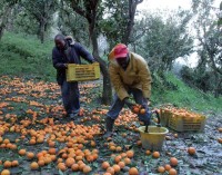 Siamo uomini o caporali