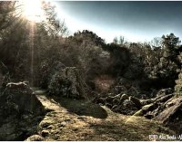 “Un bosco pieno misteri: il Sasseto di Torre Alfina”