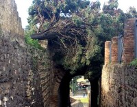 Maltempo a Pompei: cadono due alberi