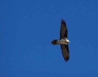 Nel Parco Nazionale Gran Paradiso è nata Vera