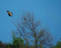 Il Falco Pellegrino Un importante indicatore ambientale
