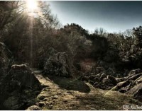 “Un bosco pieno misteri: il Sasseto di Torre Alfina”