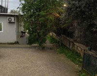 Pompei – Villa Arianna. Chiuso il sito per caduta albero su viale di ingresso