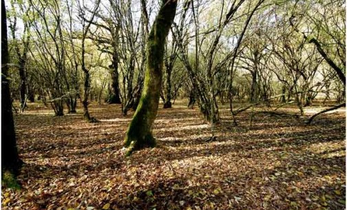Il Bosco del Cerquone: una “selva magica” nel Parco regionale dei Castellii Romani