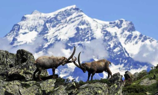 Parco Nazionale Gran Paradiso – Safari tra i monti